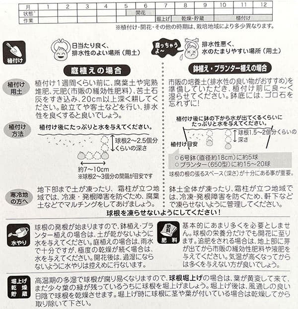 園芸ネット予約店の球根/[26年9月中下旬予約]アリウム：ロージードリーム 3球入り｜アングル2