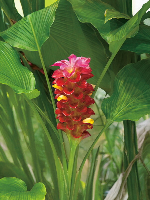 �庬/[26ǯ3���沼��ͽ��]���륯�ޡ��ȥ��ԥ��� ��åɥȡ��� 1������