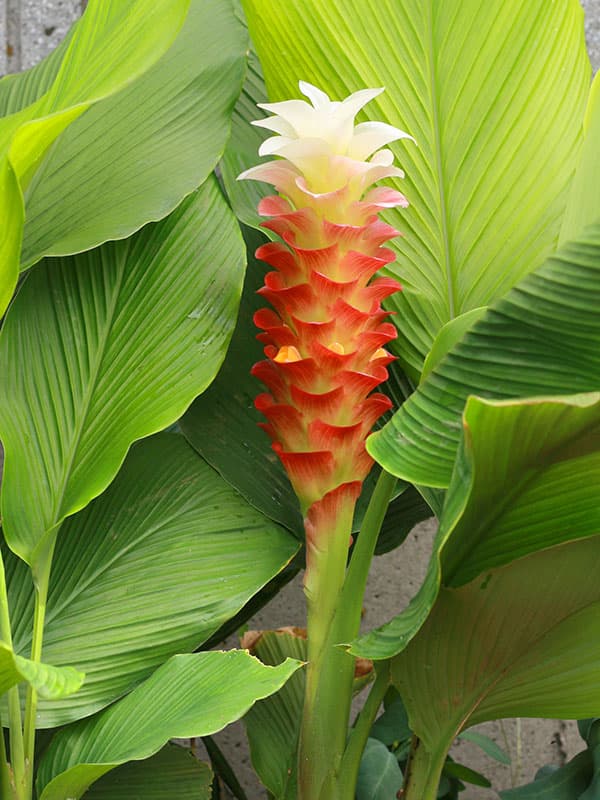 �庬/[26ǯ3���沼��ͽ��]���륯�ޡ��ȥ��ԥ��� �ޥˡ��������� 1������