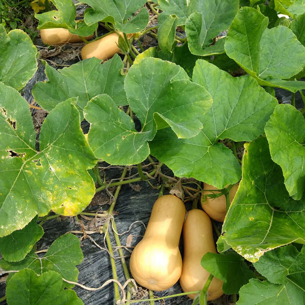 ��ڤ���/[26ǯ4���ͽ��]���ܥ��㡧�Х����ʥå� ������3.5��ݥå�