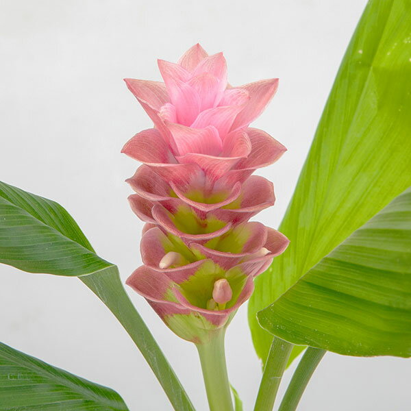 �庬/[26ǯ3���沼��ͽ��]���륯�ޡ��ȥ��ԥ��� ����ץ�å��֥ԥ� 1������