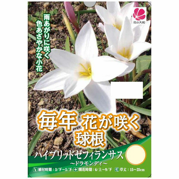 �庬/[26ǯ3���沼��ͽ��]�ϥ��֥�åɥ��ե���󥵥����ɥ���ƥ�4������