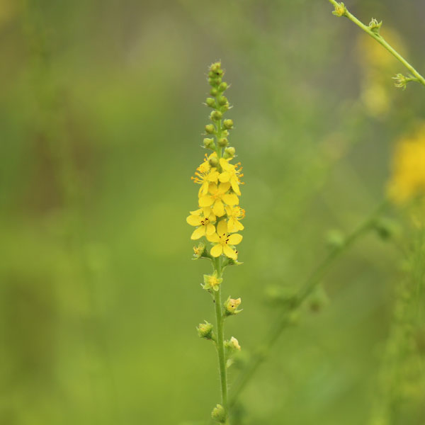 ��ڤ���/[26ǯ4����ͽ��]����ߥ��ҥ��ʶ�����3.5��ݥå�**