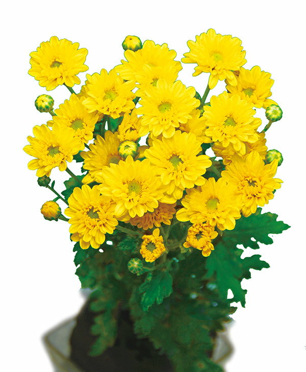 草花の苗/[26年6月中下旬予約]手間なし菊 9月咲き小菊：黄系（祭り音など） 4号ポット