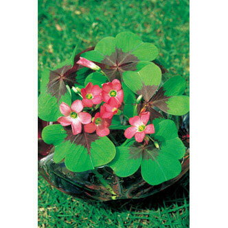 �庬/[26ǯ3���沼��ͽ��]�������ꥹ�ʤϤʤ����Фߡˡ���å����������С�10������