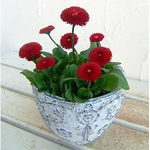 ダイナスティ・ポットS 2個セット