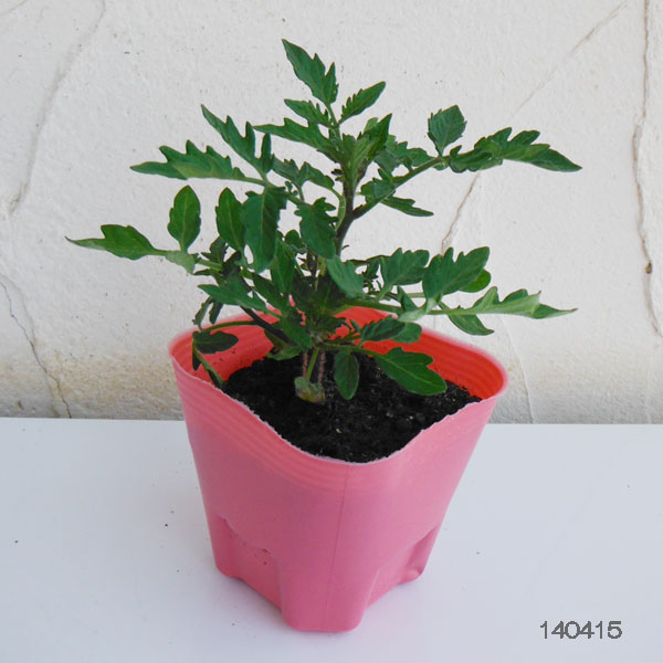 ��ڤ���/[26ǯ4���ͽ��]�ȥޥȡʥߥˡˡ�ŷ�ȤΥȥޥ�(R)�ߥ˼�����3��ݥå� 6�����å�