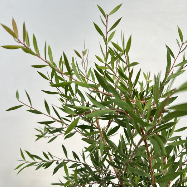園芸ネット予約店の花木 庭木の苗/[26年9月中下旬予約]カリステモン：パープルスプレンダー5号ポット｜アングル3
