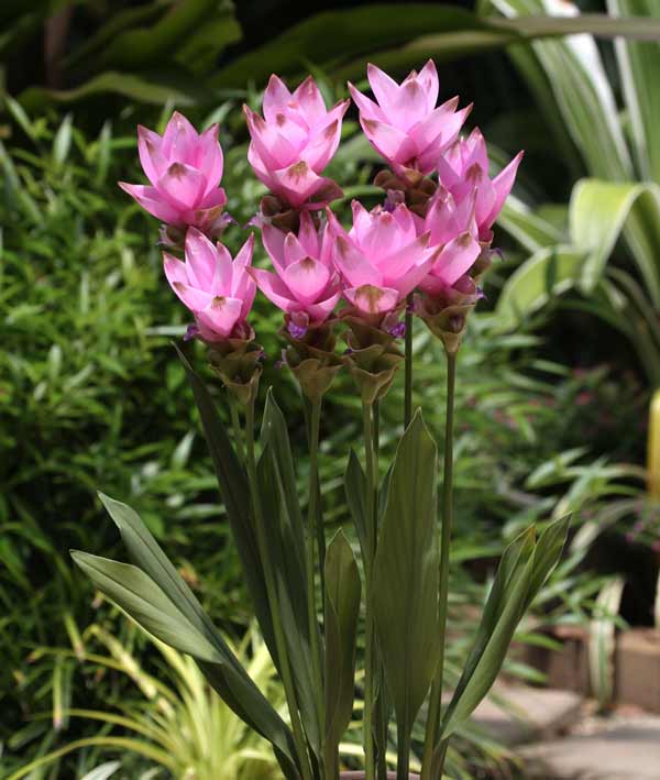 �庬/[26ǯ3���沼��ͽ��]���륯�ޡ����������ԥ� 1������