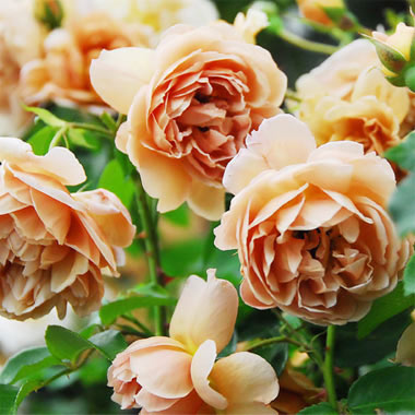 バラの苗/[25年11月中下旬予約...