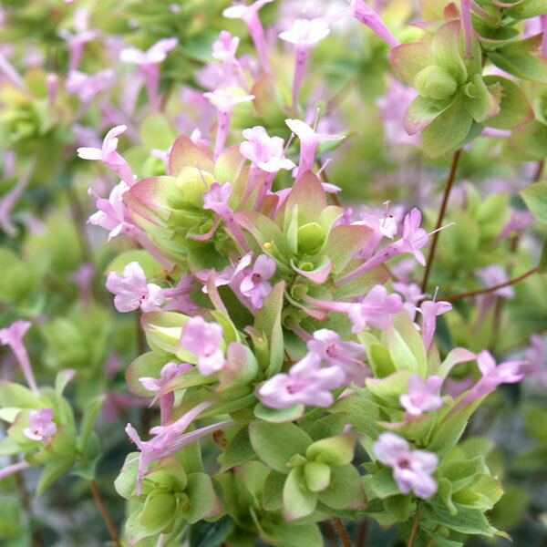 草花の苗/[26年4月上旬予約]花...