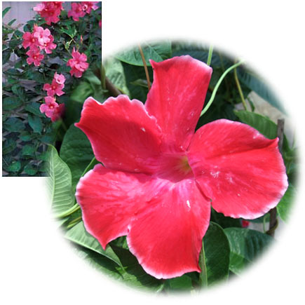 草花の苗/[26年4月下旬予約]マンデビラ：レッドインパクト3号ポット