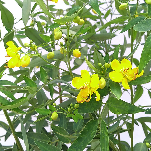 [26年8月下旬予約]カッシア：アンデスの乙女6号鉢植え