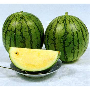 野菜の苗/[26年5月中下旬予約]スイカ（ミニ）：イエローミニバルーン接木苗3.5号ポット