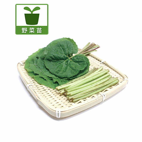 野菜の苗/[26年3月中下旬予約]ふき(蕗)：ヤマブキ3.5号ポット