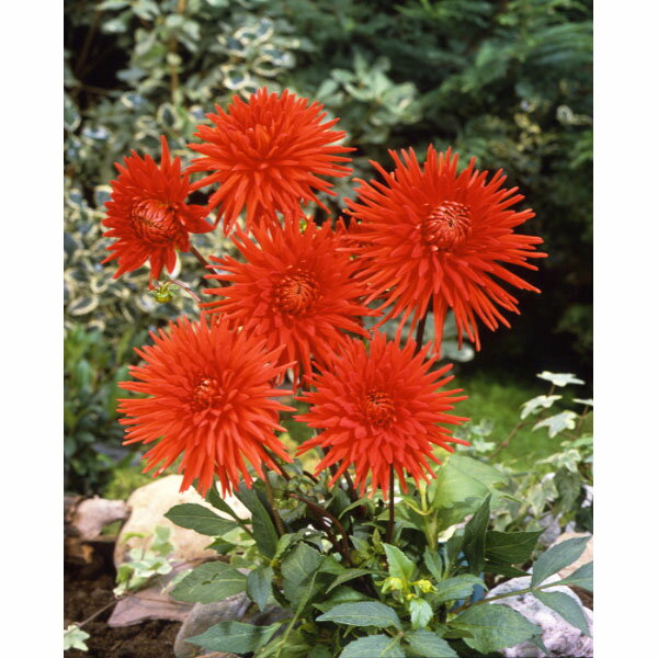 球根/[26年3月中下旬予約]ダリア カクタス咲き：赤1球