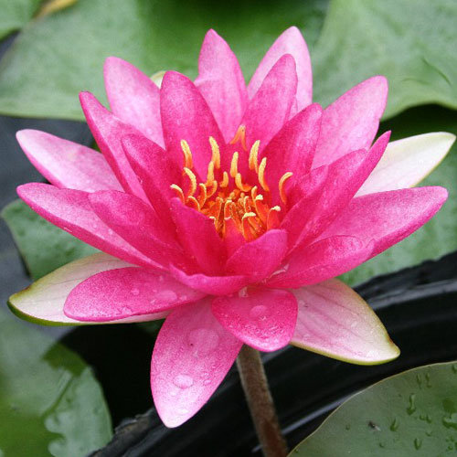 草花の苗/[26年4月下旬予約]スイレン（温帯睡蓮）：赤色 4号ポット