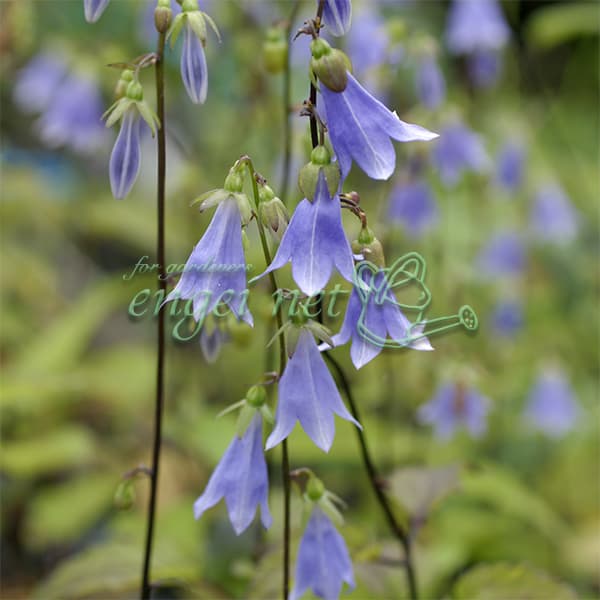 山野草の苗/[26年1月中下旬予約]ソバナ3号ポット