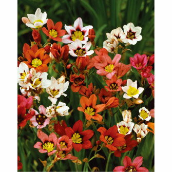 球根/[25年9月中下旬予約]スパ...