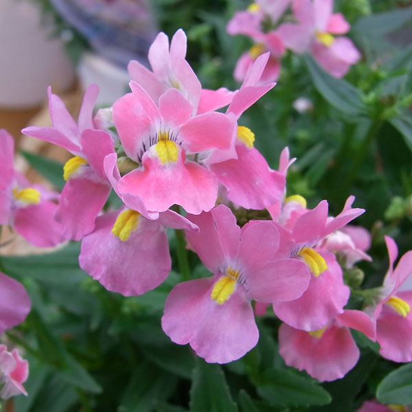 草花の苗/[26年2月中下旬予約]ネメシア：メーテル 萌々子（モモコ）3.5号ポット