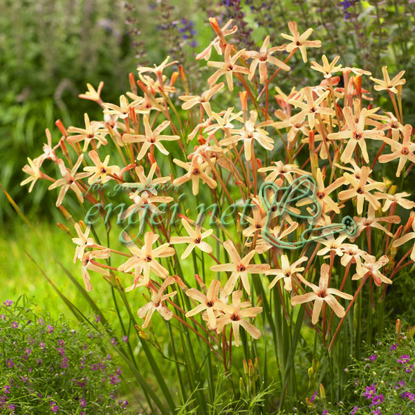 球根/[25年9月中下旬予約]イキ...