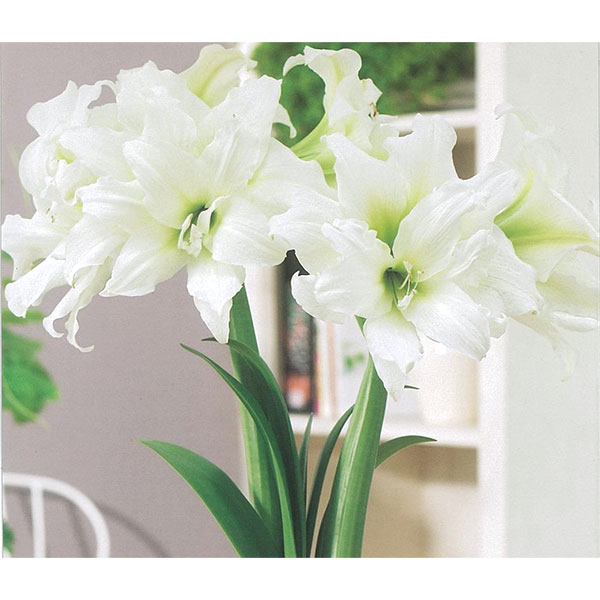球根/[26年3月中下旬予約]巨大輪八重咲きアマリリス：アイスクイーン（白）1球入り