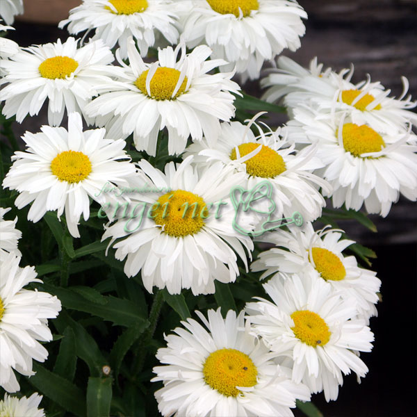 草花の苗/[26年4月上旬予約]シ...