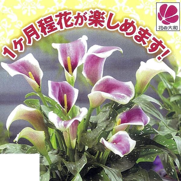 球根/[26年3月中下旬予約]カラー：パープル1球入り