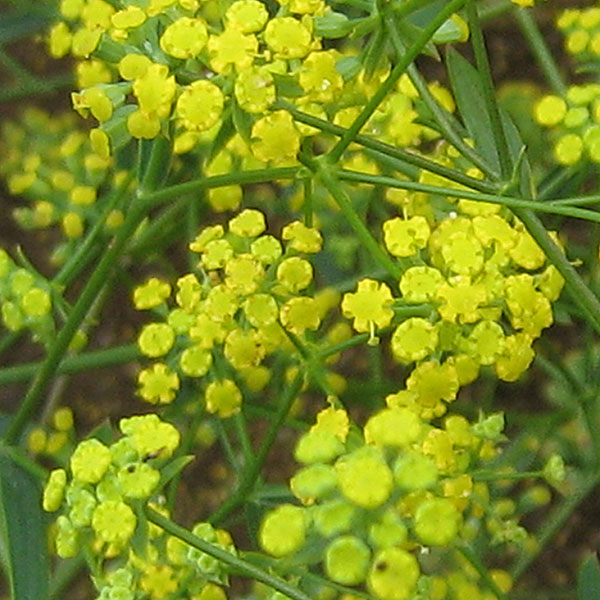 山野草の苗/[26年3月中下旬予約]ミシマサイコ3号ポット