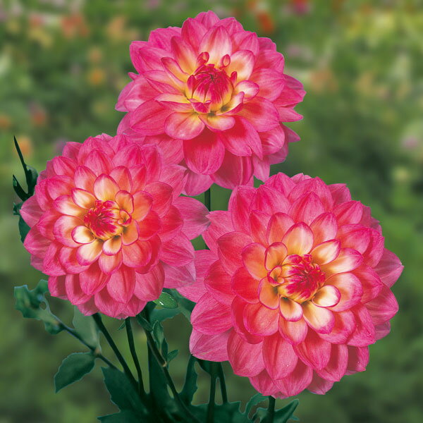 球根/[26年3月中下旬予約]ダリア：音江桜（おとえざくら） 1球入り