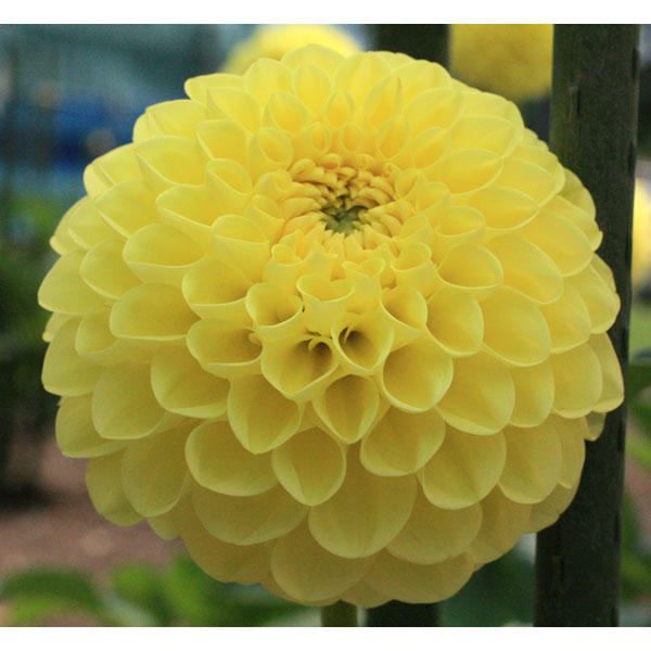 球根/[26年3月中下旬予約]ダリアの球根：（大型ボール咲き）レモンカード1球