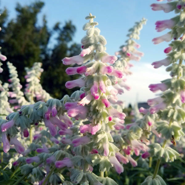 草花の苗/[26年9月中下旬予約]...