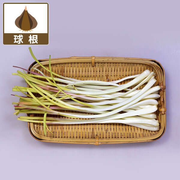 Rakuten - 野菜の苗/[26年8月下旬予約]ラッキョウ：島らっきょうの球根100g入り（野菜球根パック）