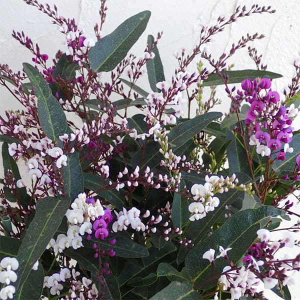 [26年1月中下旬予約]ハーデンベルギア：3色ミックス6号鉢植え