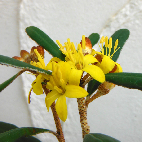 花木 庭木の苗/[25年10月中下旬予約]キリンの木・フェバリウム3号ポット