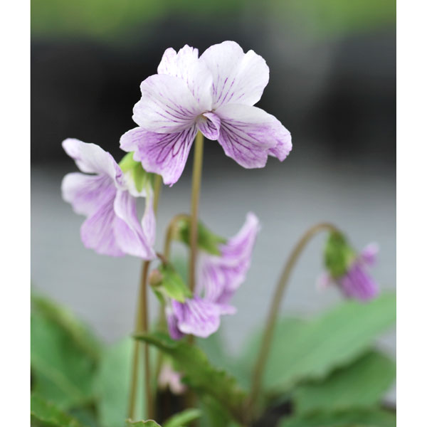 山野草の苗/[26年1月中下旬予約]スミレ：コモロスミレ白花2.5号ポット