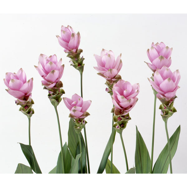 球根/[26年4月上旬予約]クルクマ桃花種（桃）2球入り