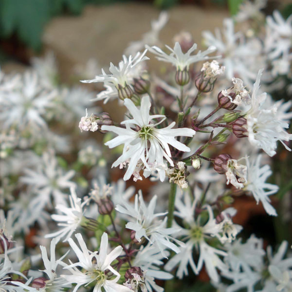 草花の苗/[25年11月中下旬予約]リクニス：ホワイトロビン3.5号ポットのサムネイル