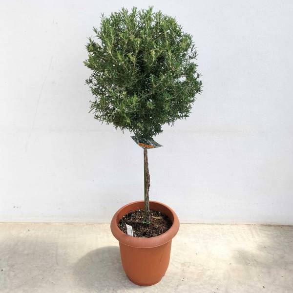 ハーブの苗/[25年9月中下旬予約...