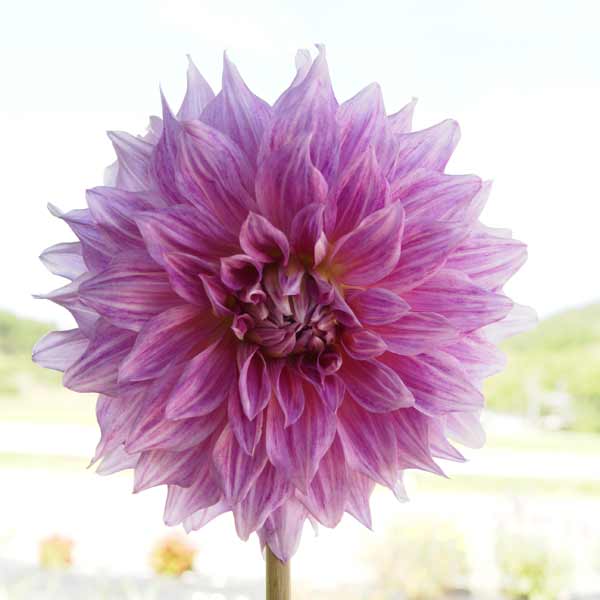 球根/[26年3月中下旬予約]ダリア：クロイドンコメット1球入り