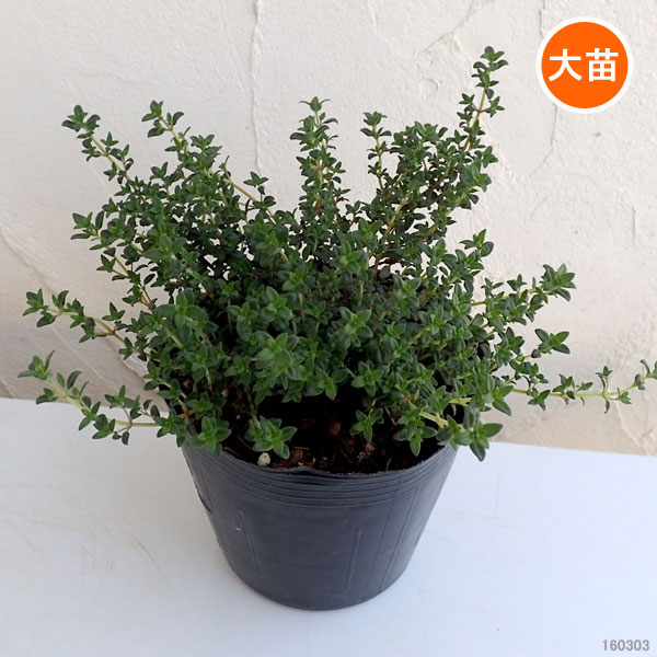 フレンチタイム苗の商品画像