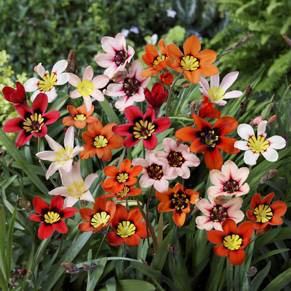 球根/[25年9月中下旬予約]スパ...