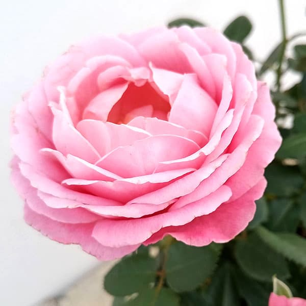 バラの苗/[25年10月中下旬予約]インフィニティローズ・ピンクインフィニティ4号プラ鉢入りのサムネイル