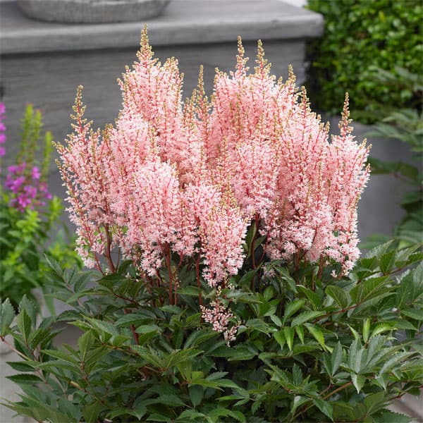 草花の苗/[26年4月下旬予約]アスチルベ：ルックアットミー5号ポット