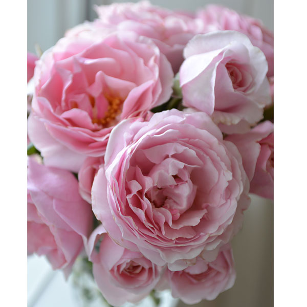 バラの苗/[26年1月中下旬予約]...