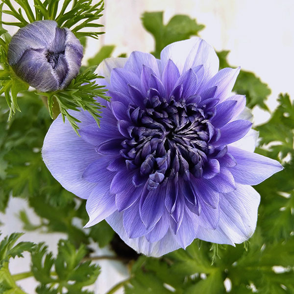 草花の苗/[25年12月上中旬予約]アネモネ：凛々花（リリカ）ラベンダー3.5号ポットのサムネイル