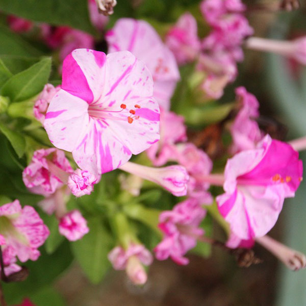 草花の苗/2段咲きオシロイバナ：微笑みがえしバイカラーローズ3.5号ポット