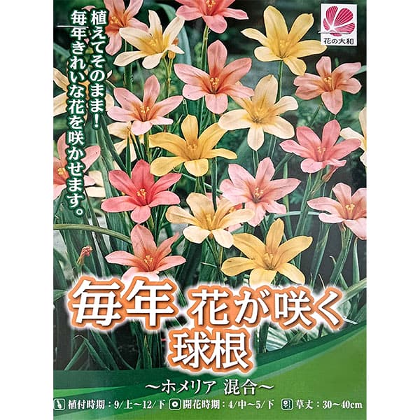 Rakuten - 球根/[26年9月中下旬予約]ホメリア：混合8球入り