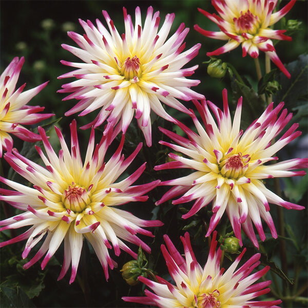 球根/[26年3月中下旬予約]ダリア：京花火（きょうはなび）1球入り