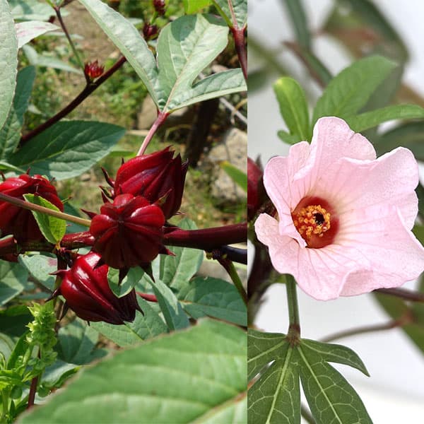 ハーブの苗/[25年4月下旬予約]ローゼル（ハイビスカスティー）3-3.5号ポットのサムネイル